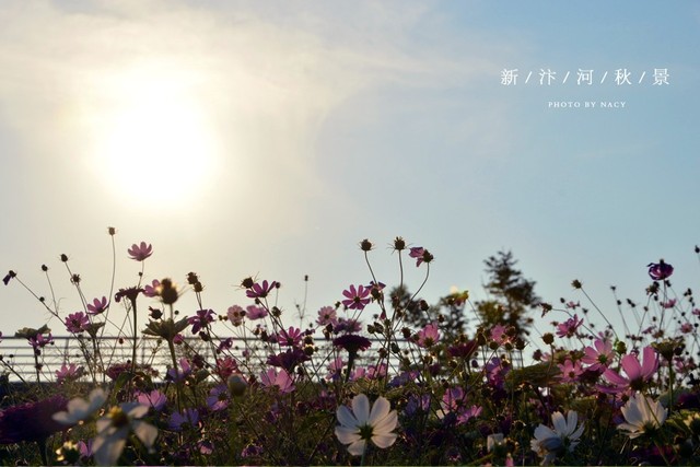 汴河秋景图 4/12