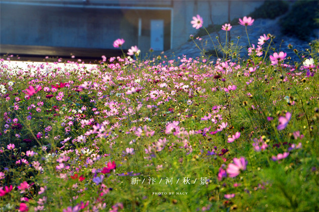 宿州新汴河景观带实景 12/27