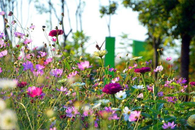 宿州新汴河景观带实景 8/27